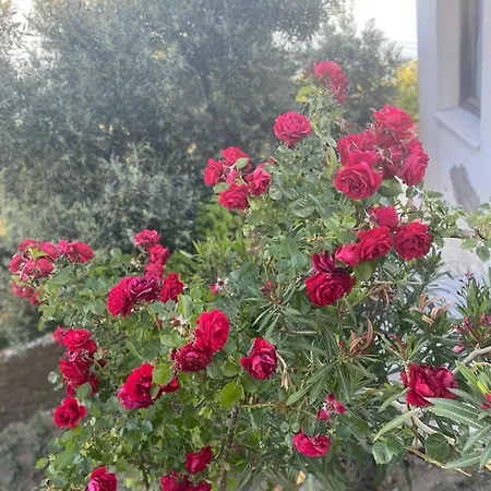 Denizevi Karvunyi Hotel *